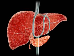 Read more about the article The Liver – One of the Four Brains